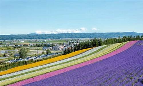 日本旅游路线薰衣草_薰衣草日本北海道