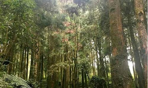 阿里山门票价格,阿里山攻略详解最新