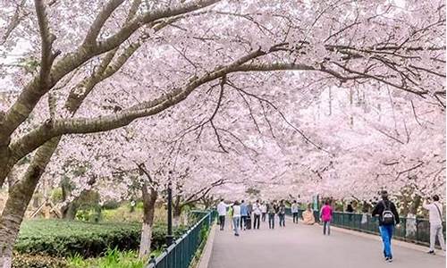 中山公园樱花开放时间_中山公园樱花几月开