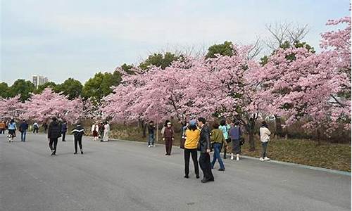 顾村公园樱花哪个门,顾村公园樱花节停车