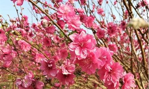 石马村桃花公园,石马桃花公园门票