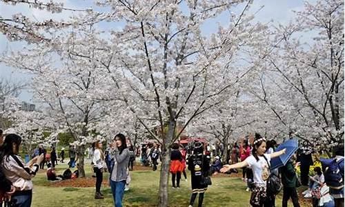 顾村公园樱花节2024门票多少钱_顾村公园樱花节2024门票