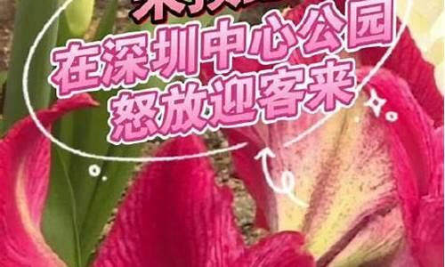 深圳中心公园朱顶红花展,深圳中心公园朱顶红