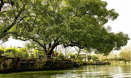 西溪湿地旅游攻略一日_西溪湿地自驾游攻略