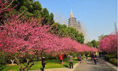 常州红梅公园植物-常州红梅公园植物有哪些